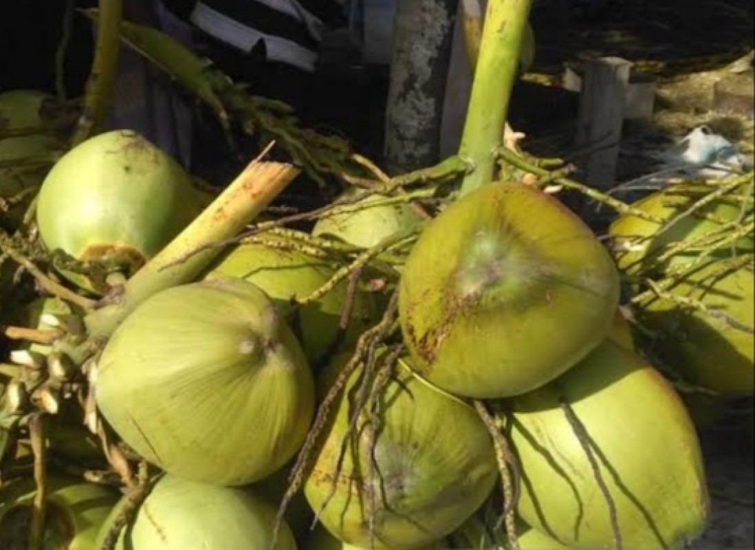 Young coconuts from Indonesia